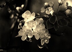 Szary + Sepia