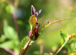 Oryginalny obrazek