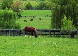 Oryginalny obrazek