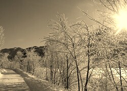 Szary + Sepia