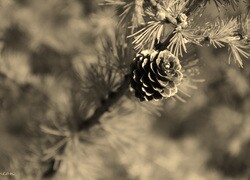Sepia