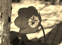 Szary + Sepia