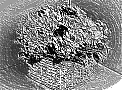Skamielina
