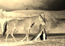 Sepia + Negatyw