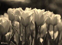 Szary + Sepia