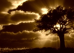 Sepia