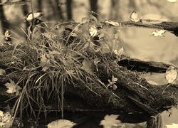Szary + Sepia