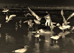 Sepia + Negatyw