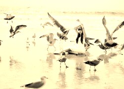 Szary + Sepia