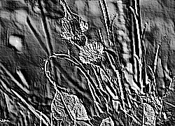 Skamielina