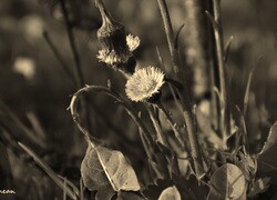 Szary + Sepia