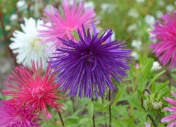 Oryginalny obrazek