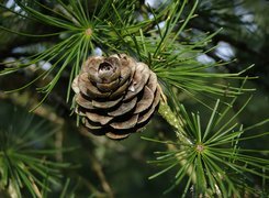 Oryginalny obrazek