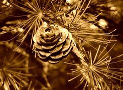 Sepia