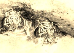 Sepia + Negatyw