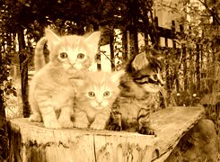 Sepia