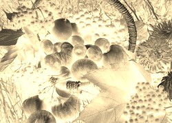Sepia + Negatyw