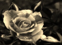 Sepia