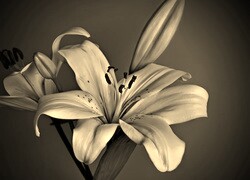 Szary + Sepia