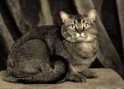 Szary + Sepia