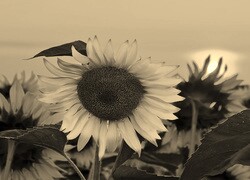 Szary + Sepia