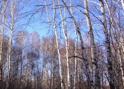 Oryginalny obrazek
