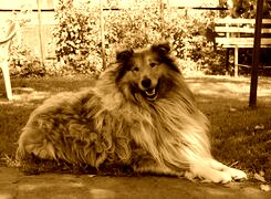 Sepia