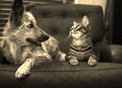 Szary + Sepia