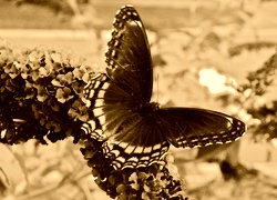 Sepia