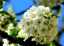 Oryginalny obrazek