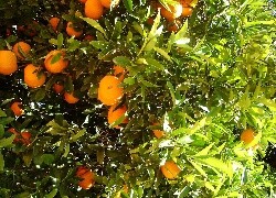 Oryginalny obrazek