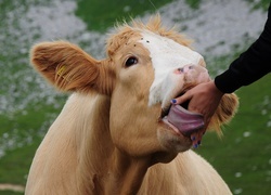 Oryginalny obrazek