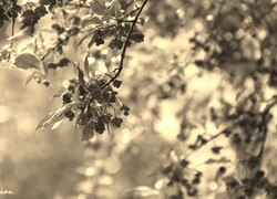 Szary + Sepia