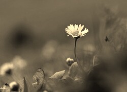 Szary + Sepia