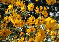 Oryginalny obrazek