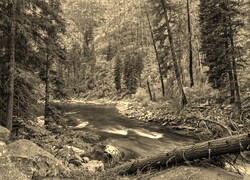 Sepia