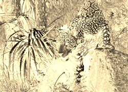 Sepia + Negatyw