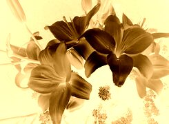 Sepia + Negatyw
