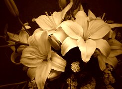 Sepia