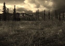 Szary + Sepia