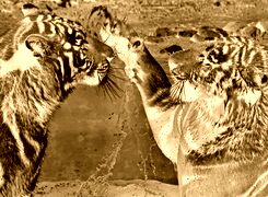 Sepia + Negatyw