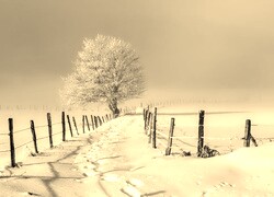 Szary + Sepia