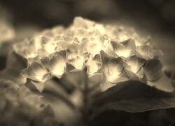 Szary + Sepia