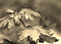 Szary + Sepia