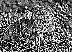 Skamielina