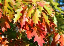 Oryginalny obrazek