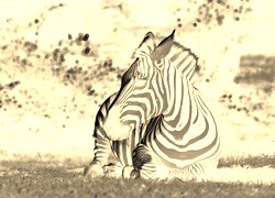 Sepia + Negatyw