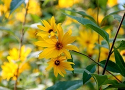 Oryginalny obrazek