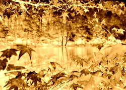 Sepia + Negatyw
