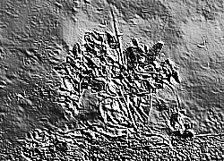 Skamielina